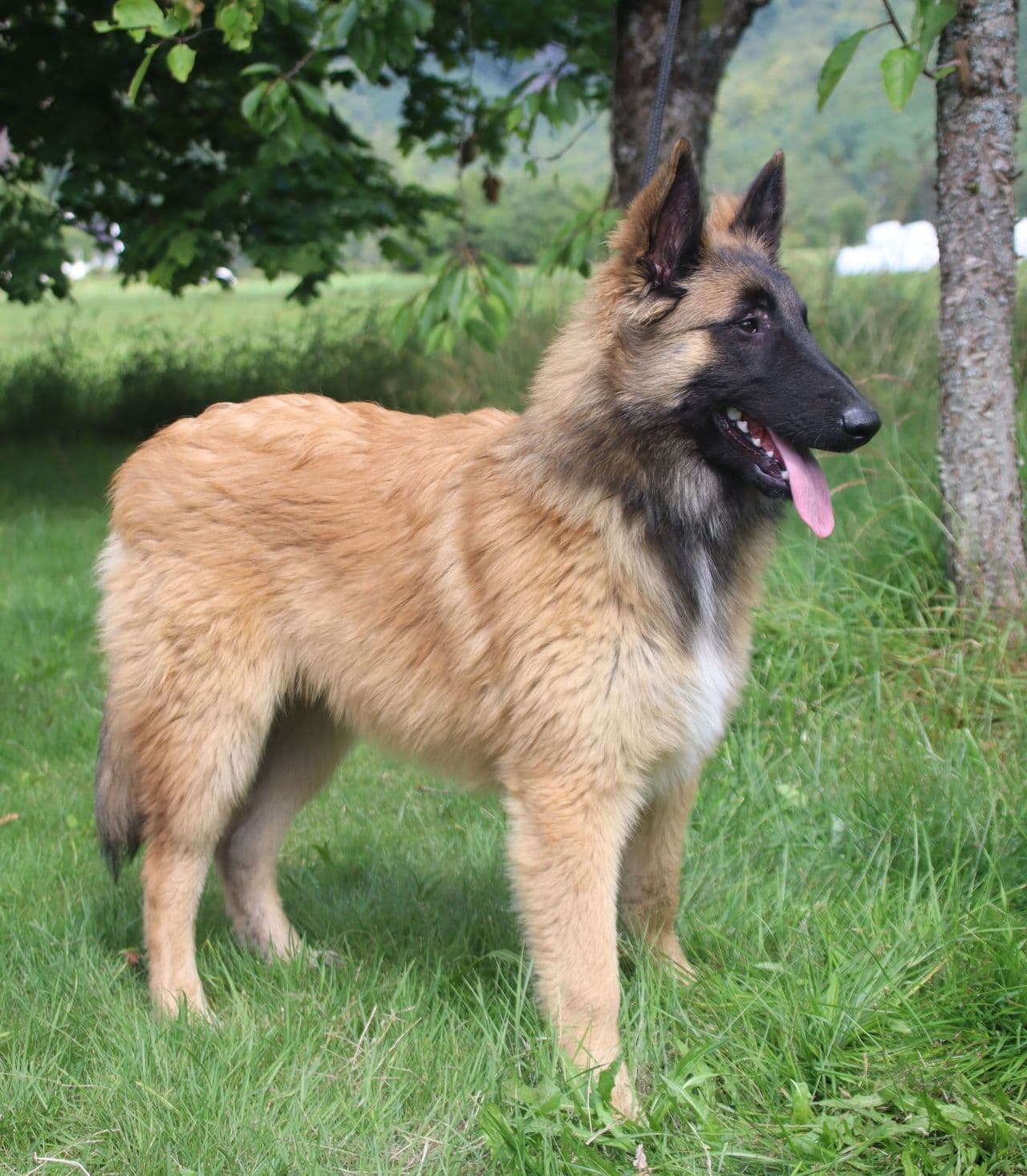 Belgisk fårehund tervueren