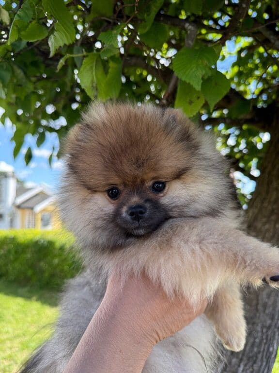 Nydelig Pomeranian valp gutt med stamtavle Nkk