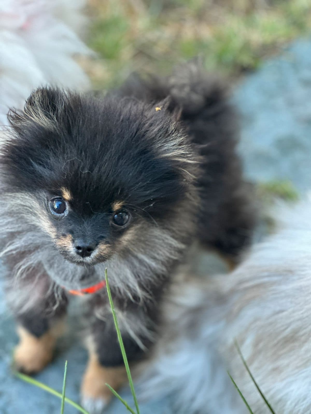 Pomeranian jente nkk