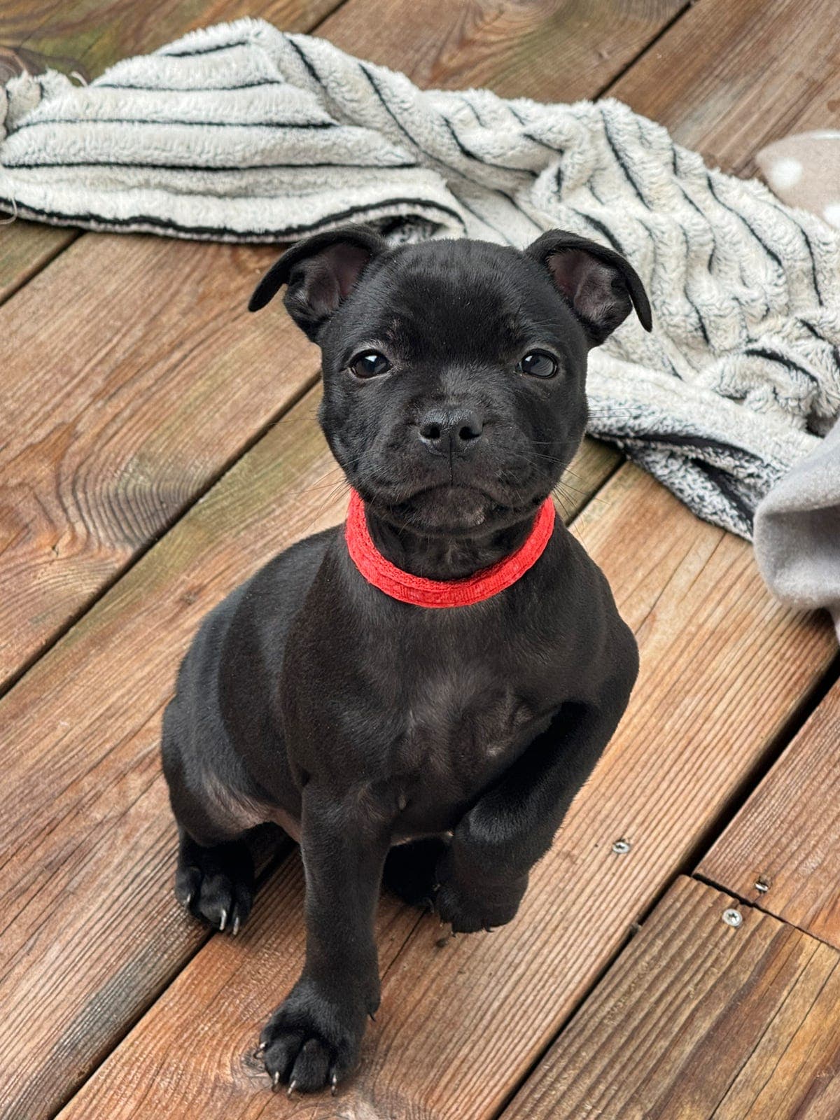 Staffordshire bull terrier valp 🐶