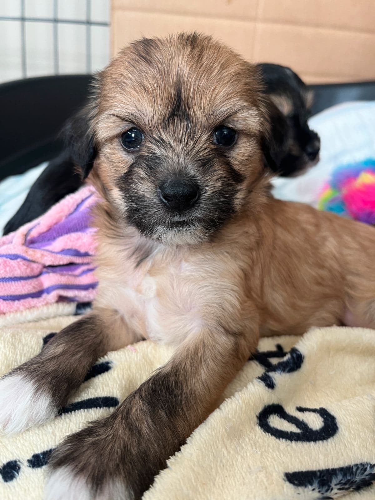 Chinese Crested powderpuff valper