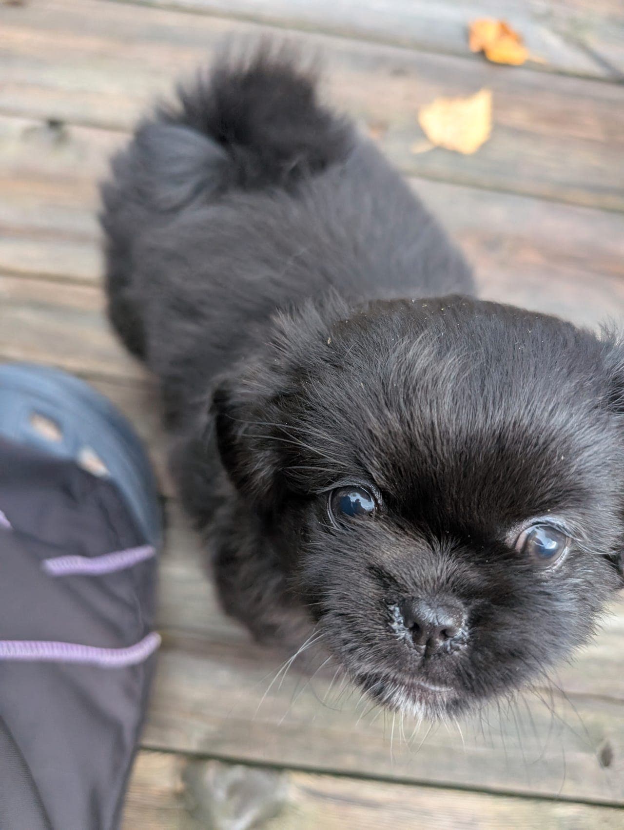 Tibetansk Spaniel jente