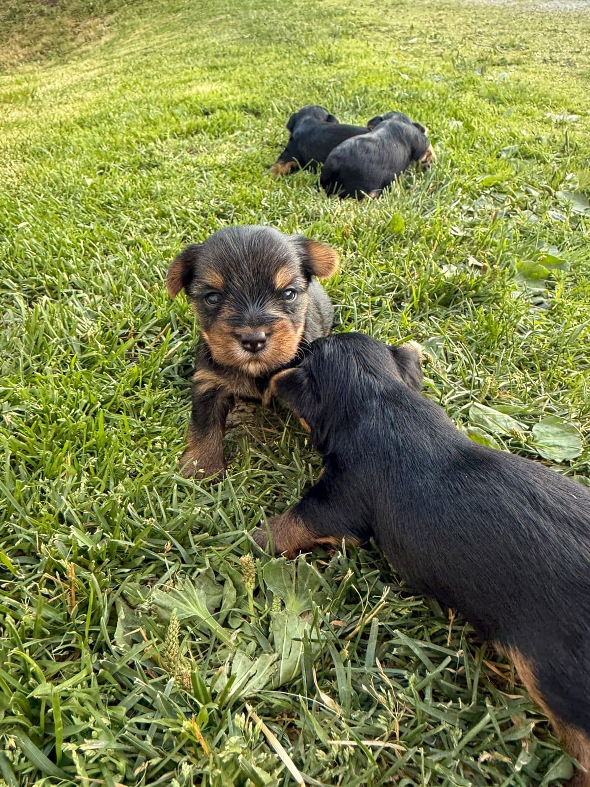 4 Yorkshire terrier valper
