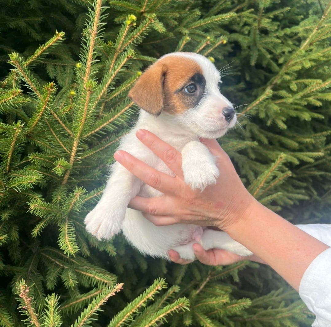 Jack Russell terrier hannvalp NKK reg
