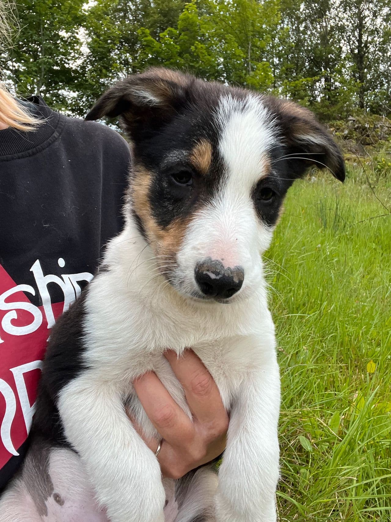 Border collie valp. Kan fraktes på strekninga Ålesund-magnor