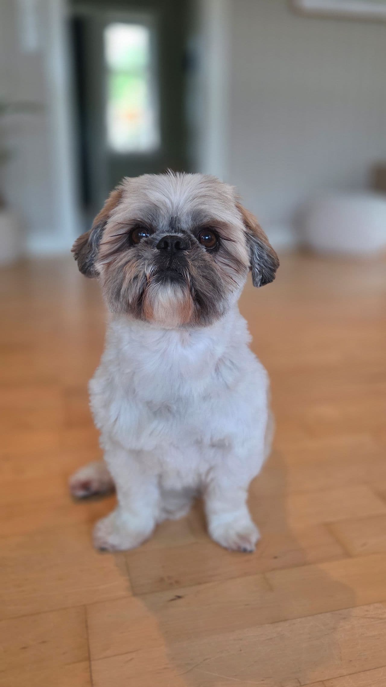 Shihtzu vurderes til salgs