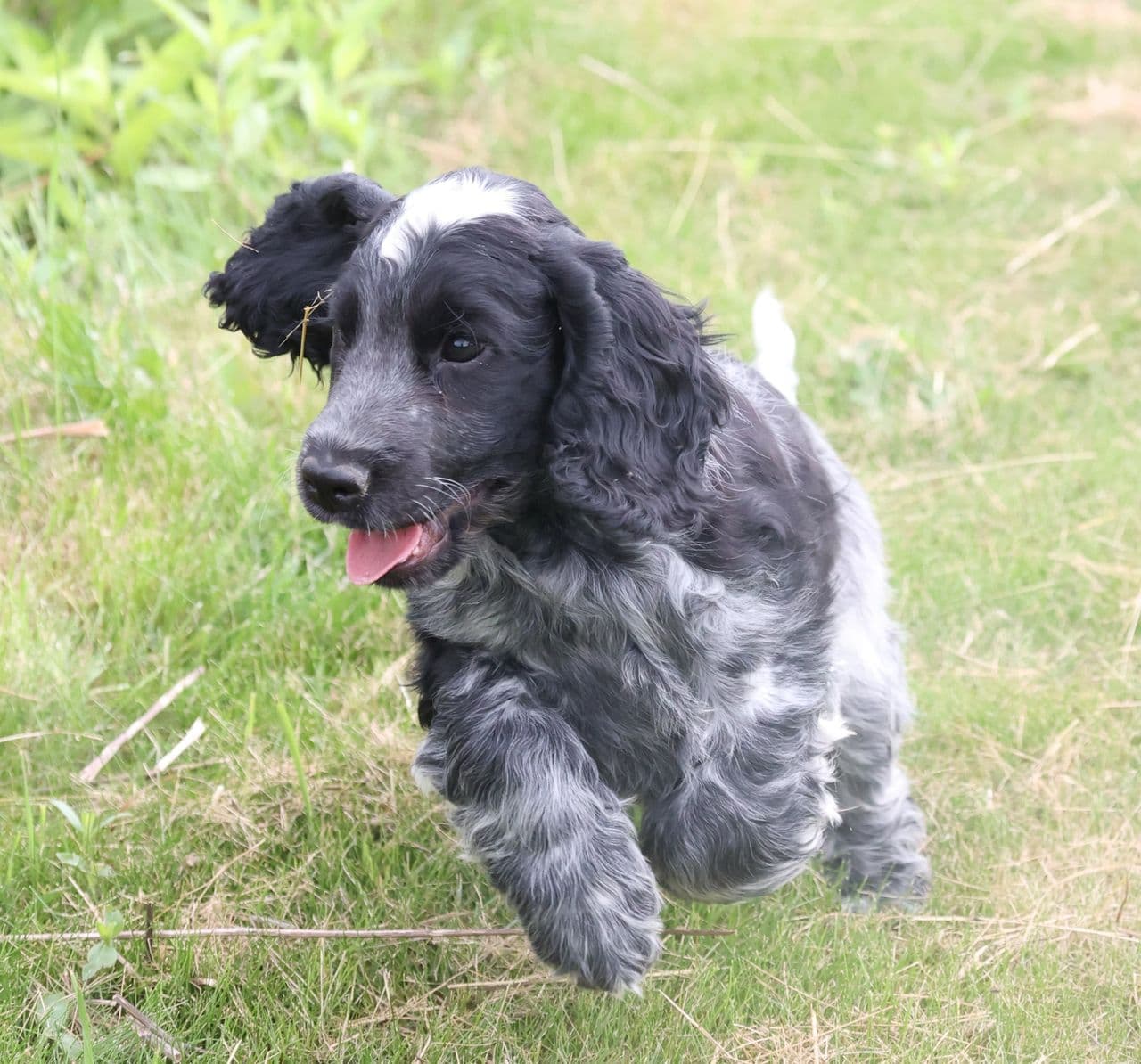 Cocker Spaniel valper