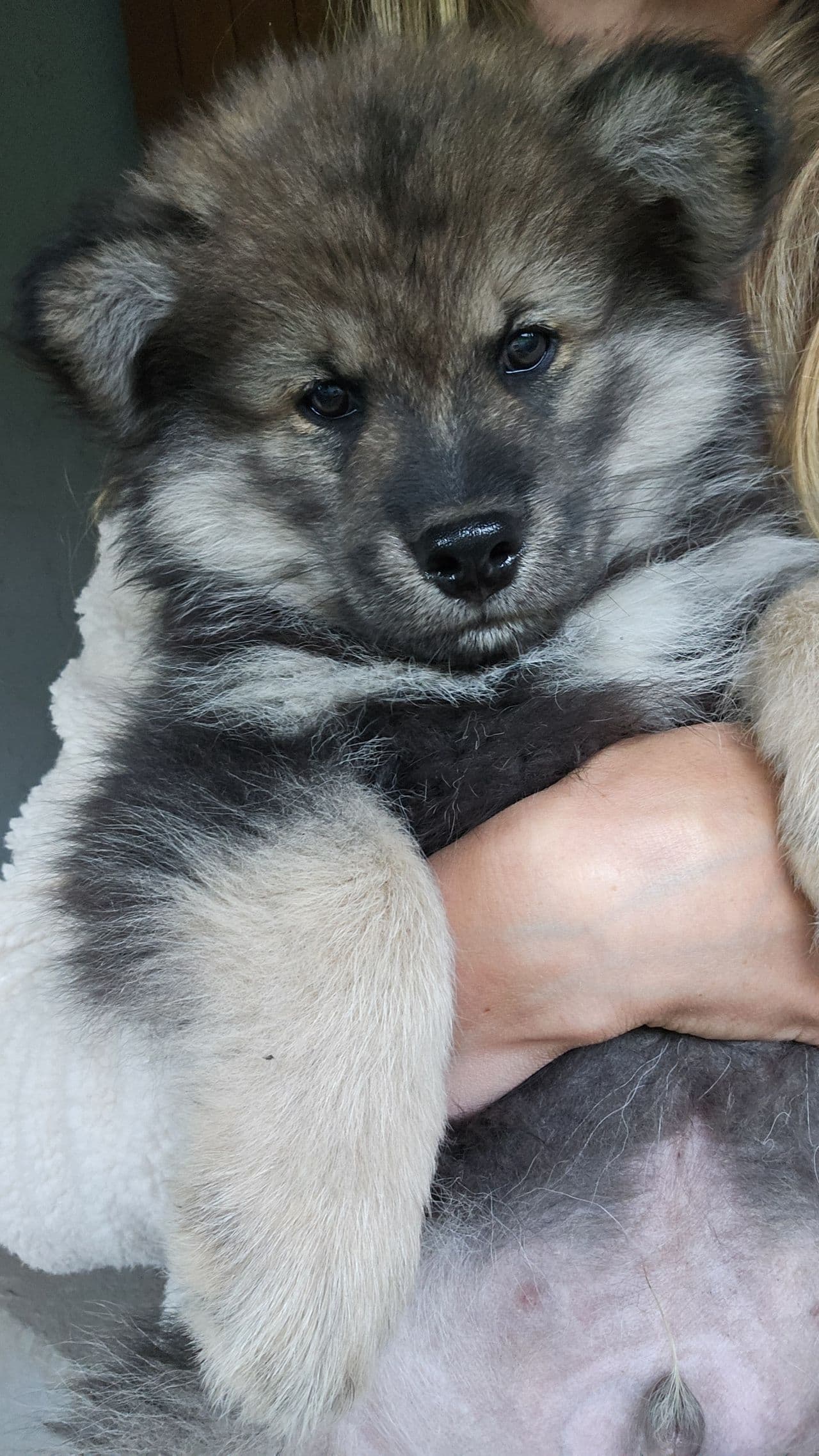 Finsk lapphund hannvalp