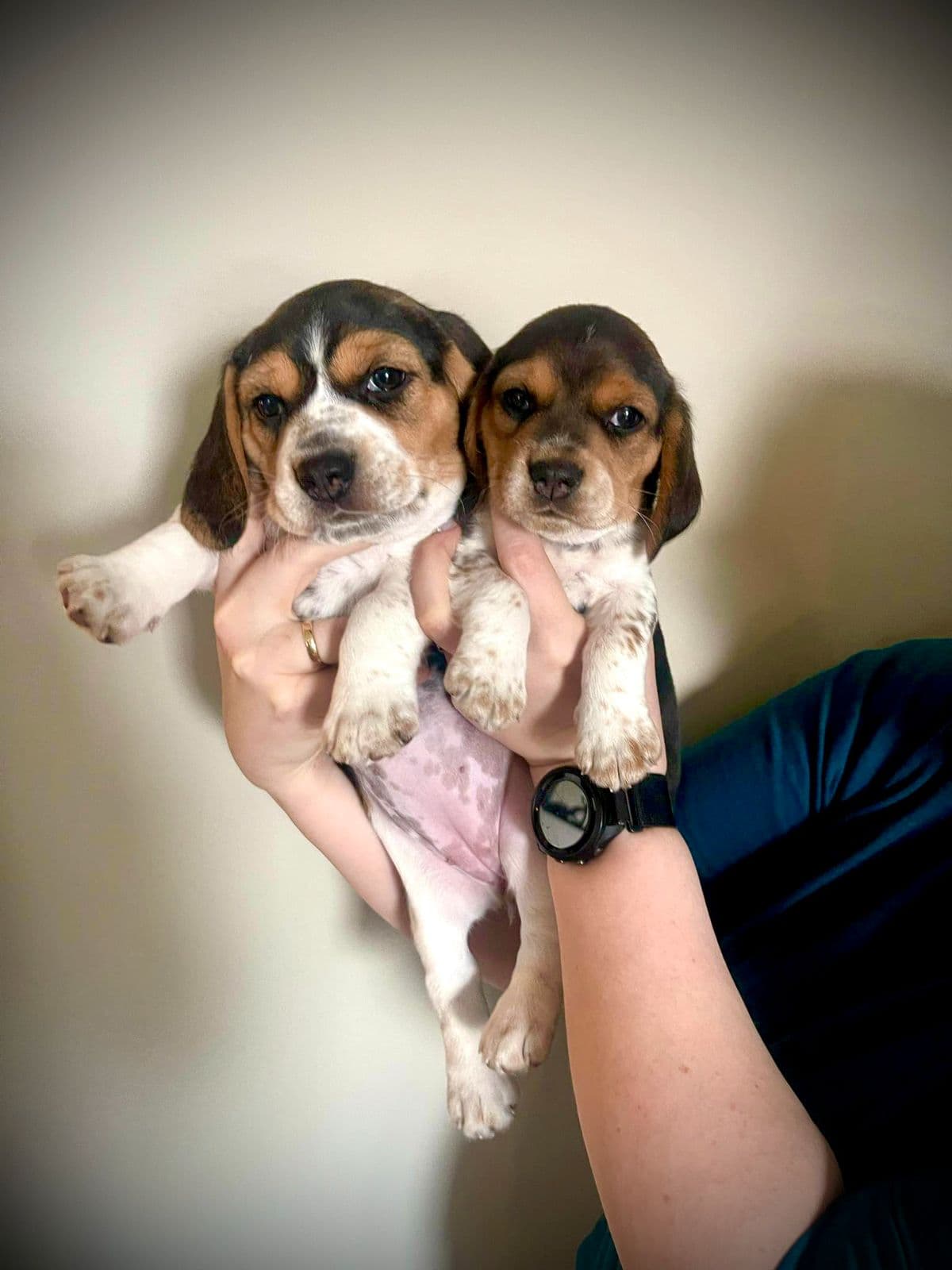 Beagle valper - to tisper