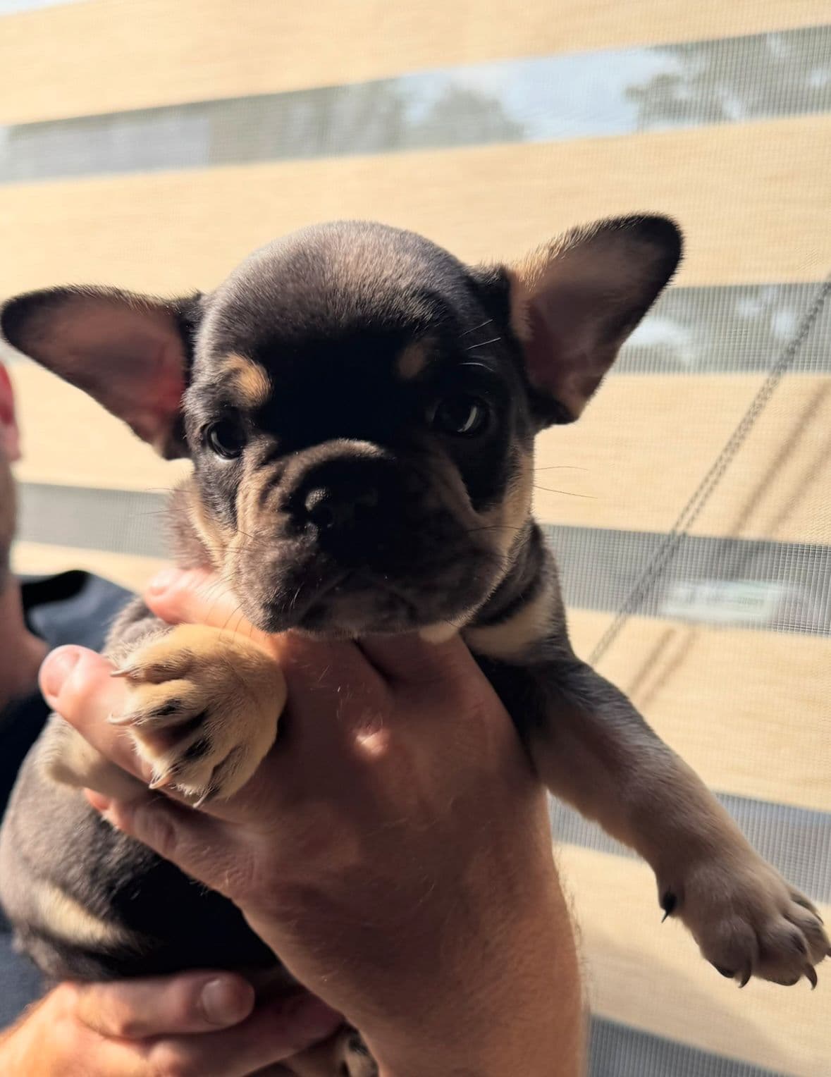 Nydelig Fransk Bulldog Valp