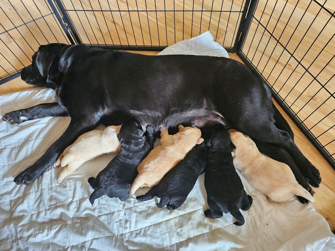 Labrador retriever valper