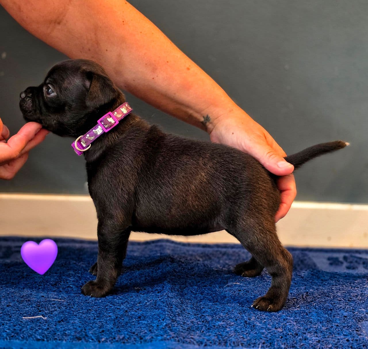 Ledig Staffordshire Bull Terrier Tispe ❤️