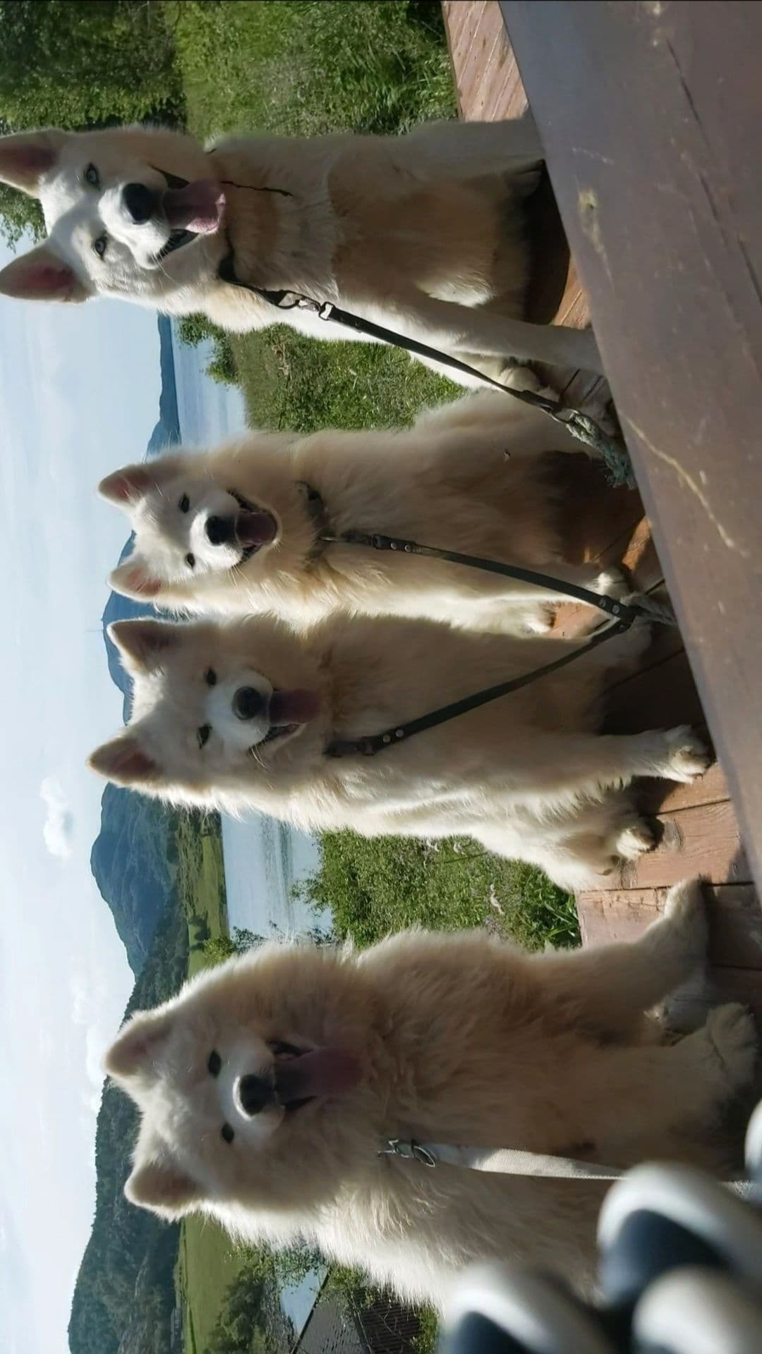 Samojed tispe