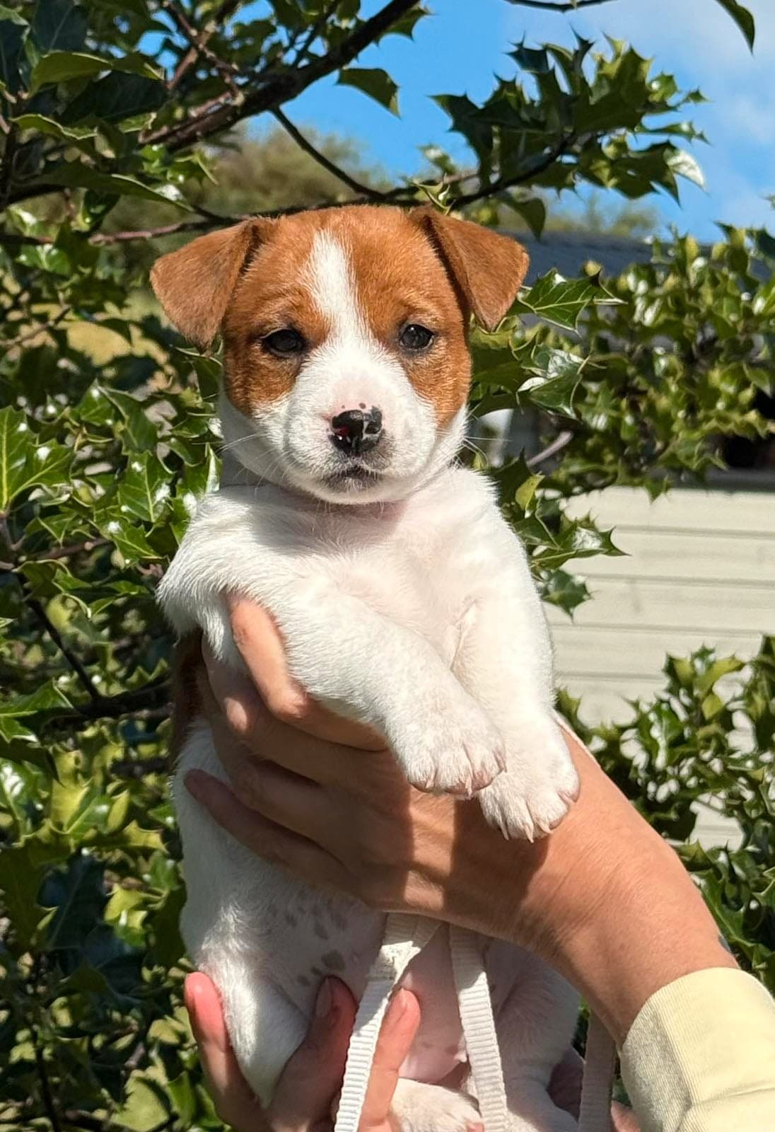 Førsteklasses Jack Russel valper tilslags
