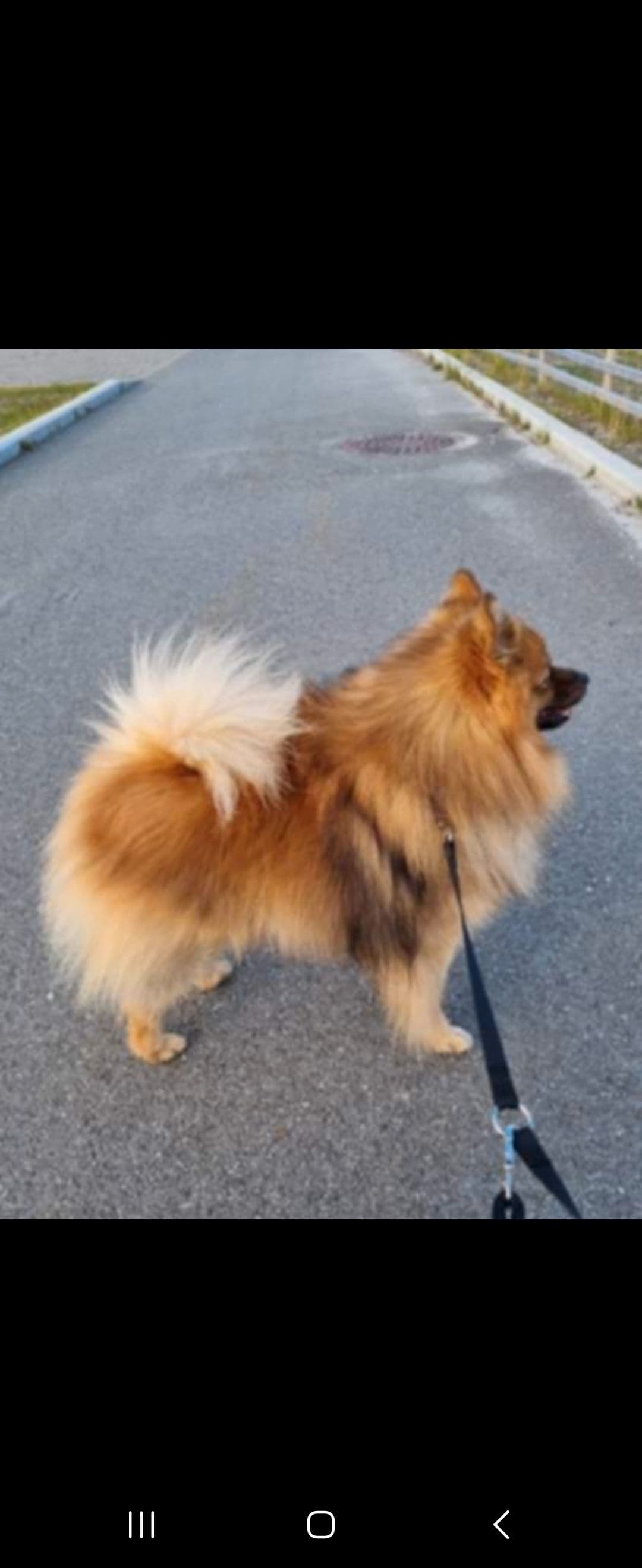 Kennel Vegamo venter Mittelspitz valper ca 10 aug