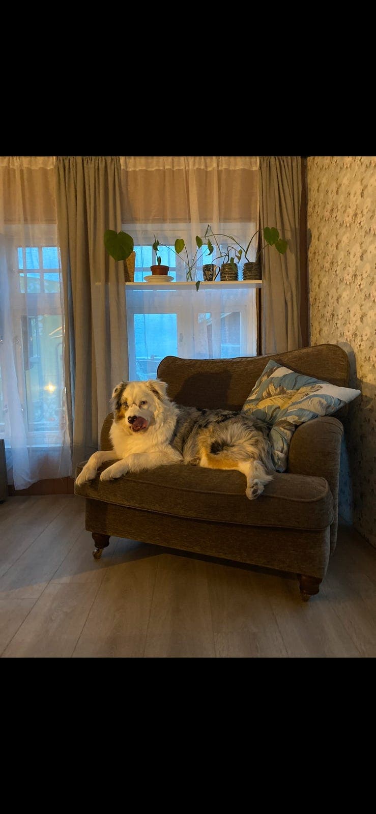 Hund vurderes omplassert <3