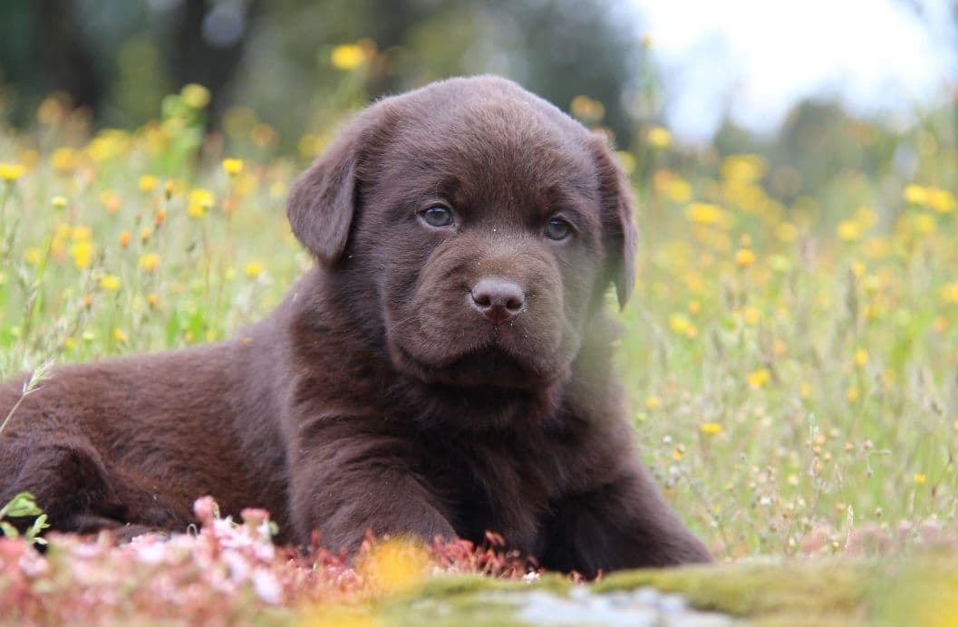 brun labrador retriever av rase