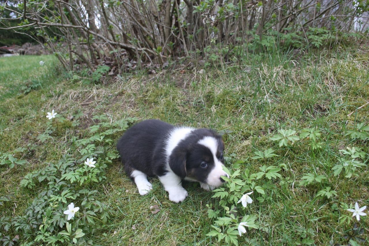 Welsh Corgi Cardigan valper