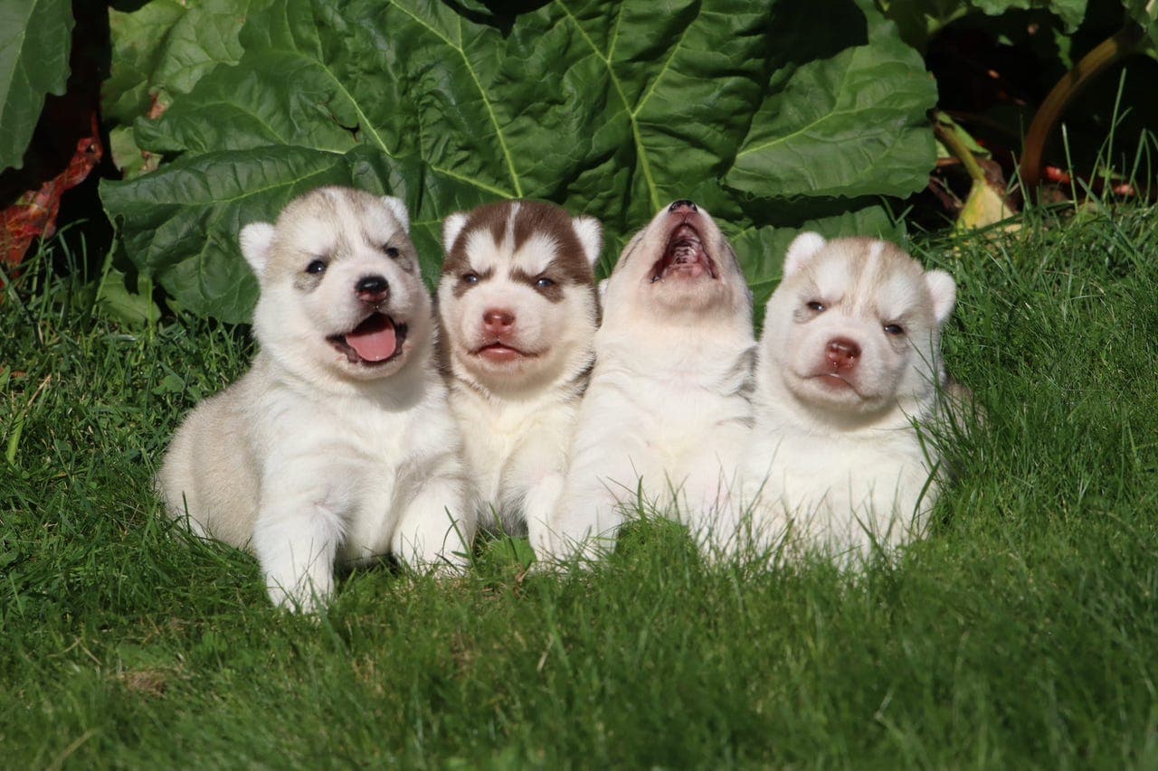 Siberian Husky hannvalp NKK.