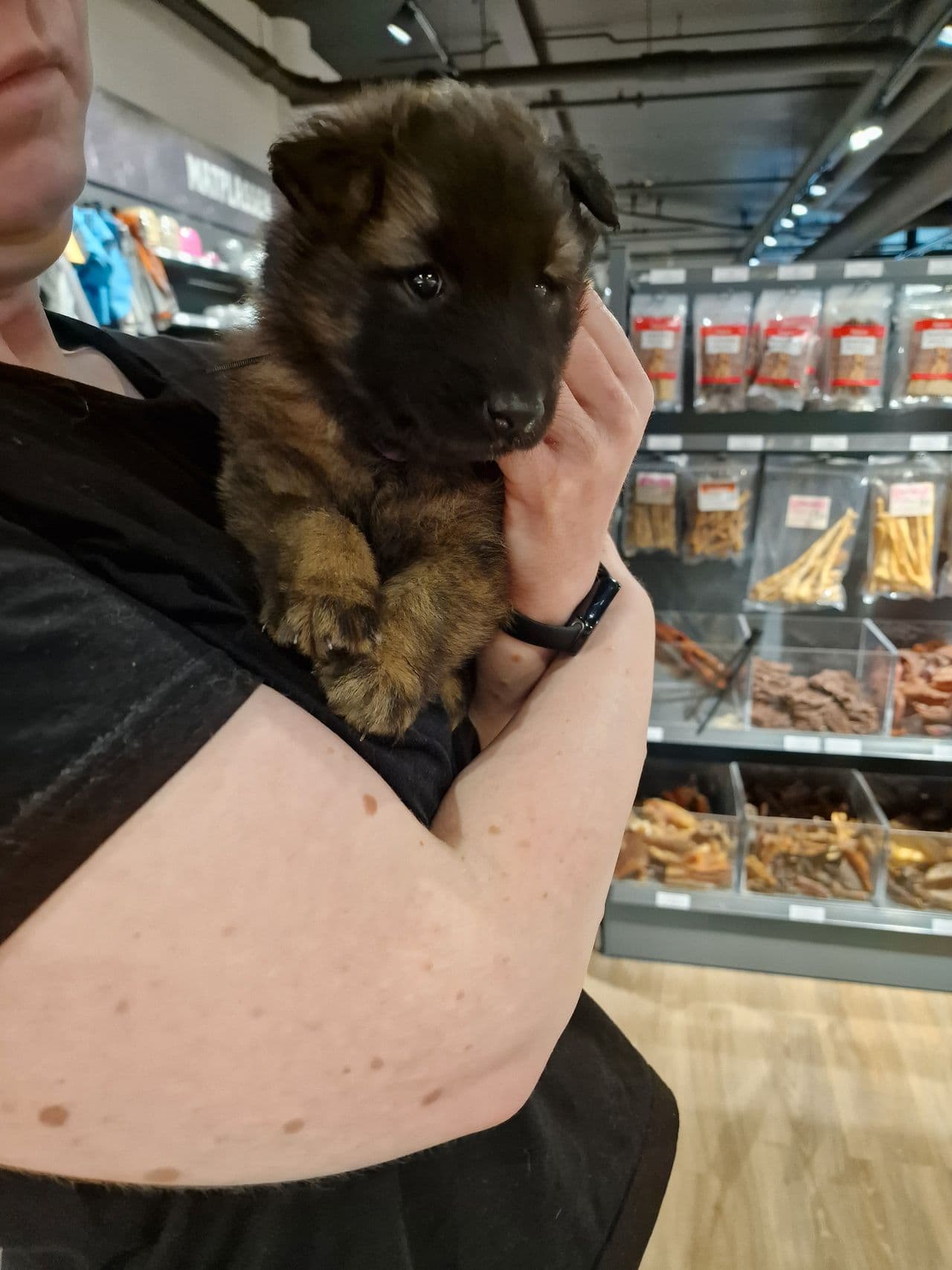 Belgisk fårehund tervueren valper