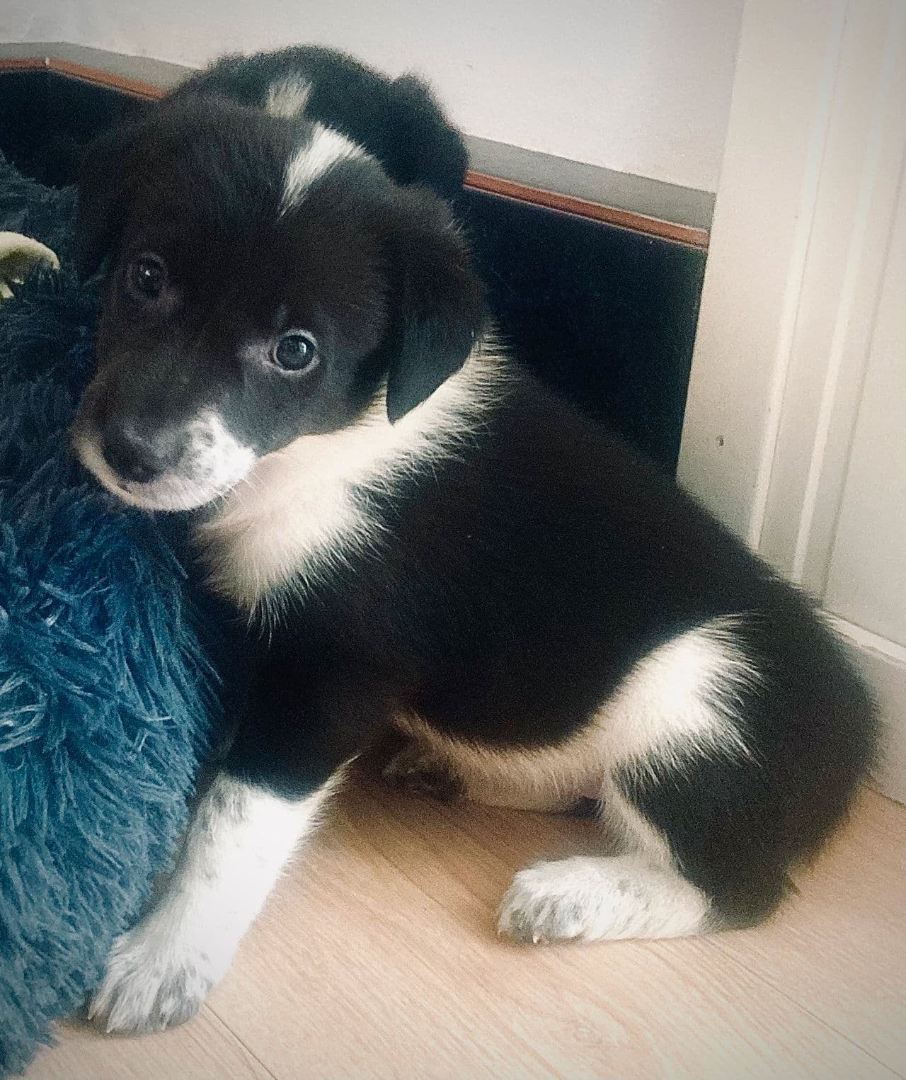 Siste Border Collie tispe (lev.klar 20/7)