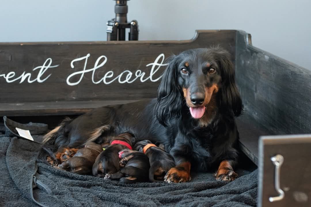 Standard langhåret dachshund gutt tilgjengelig for fôrvert