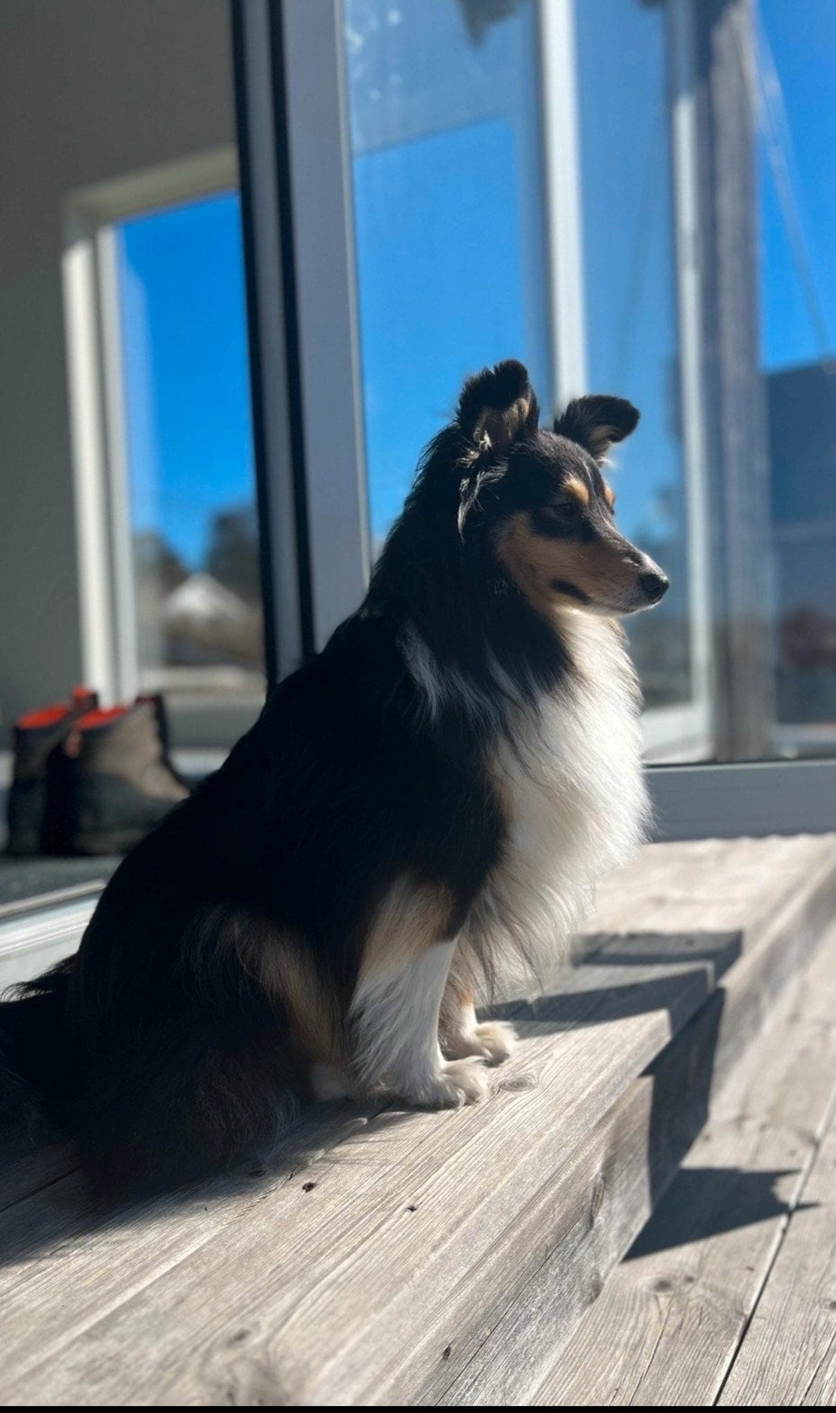 Shetland sheepdog valper ventes