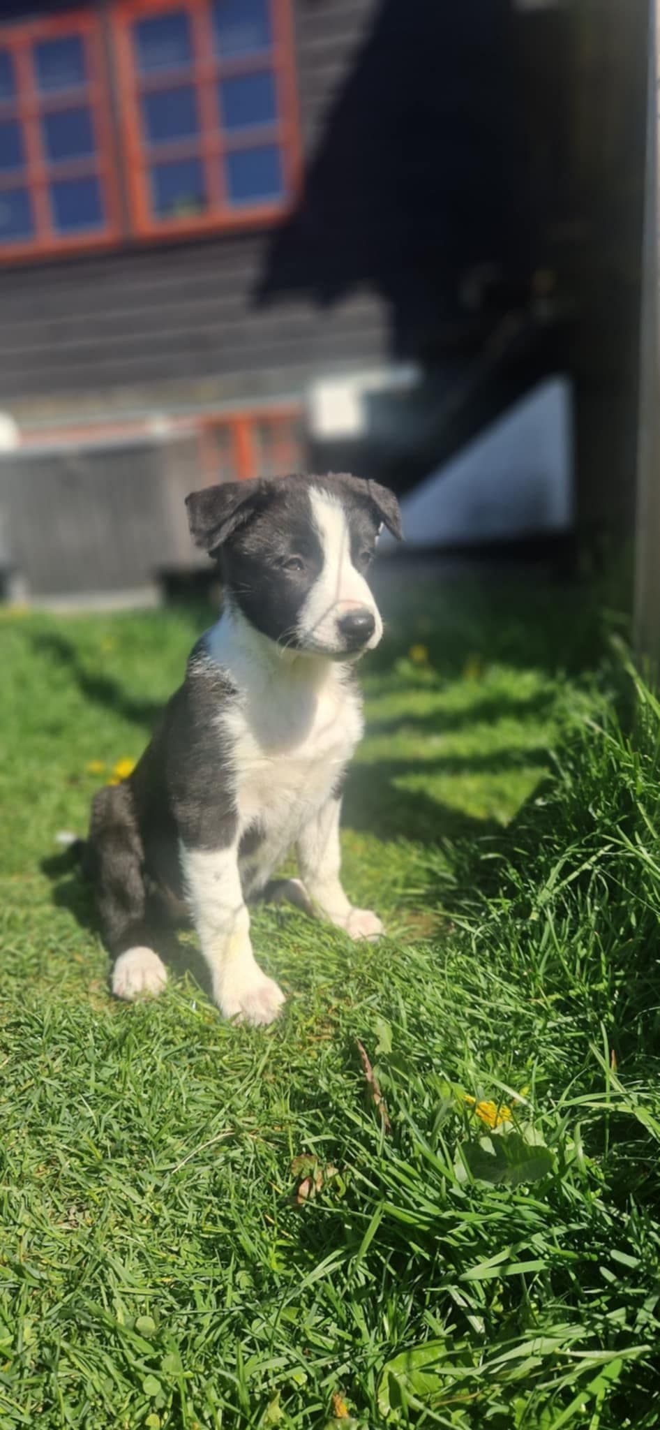2 Border collie kvalper til salgs.