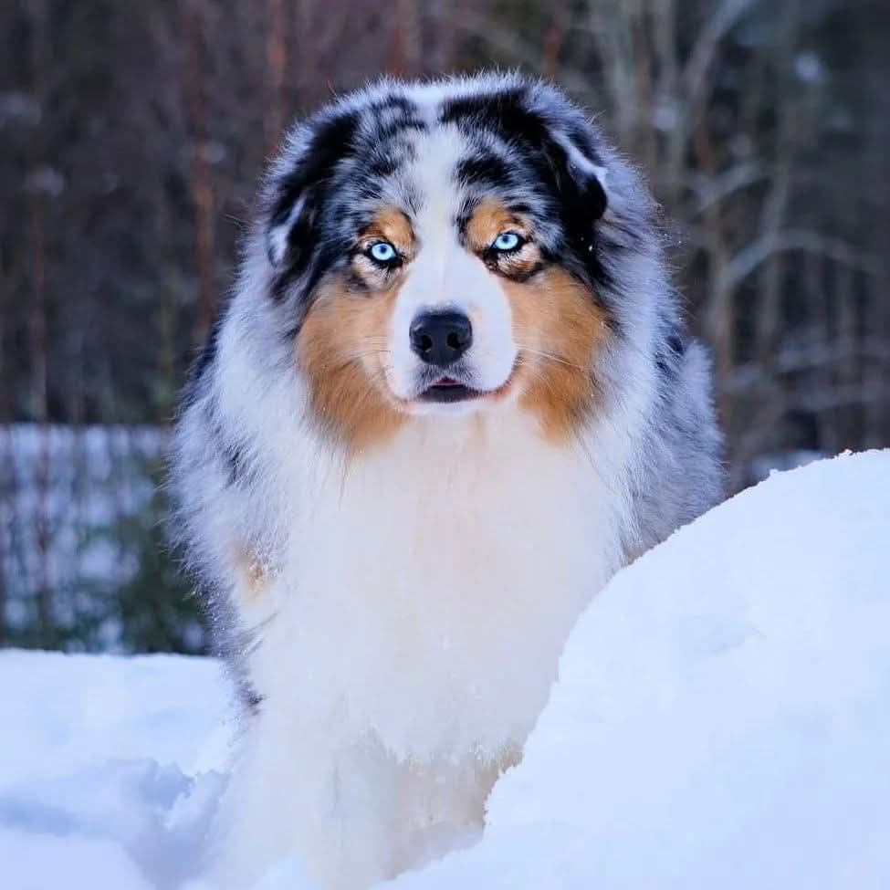 NKK reg Australian Shepherd