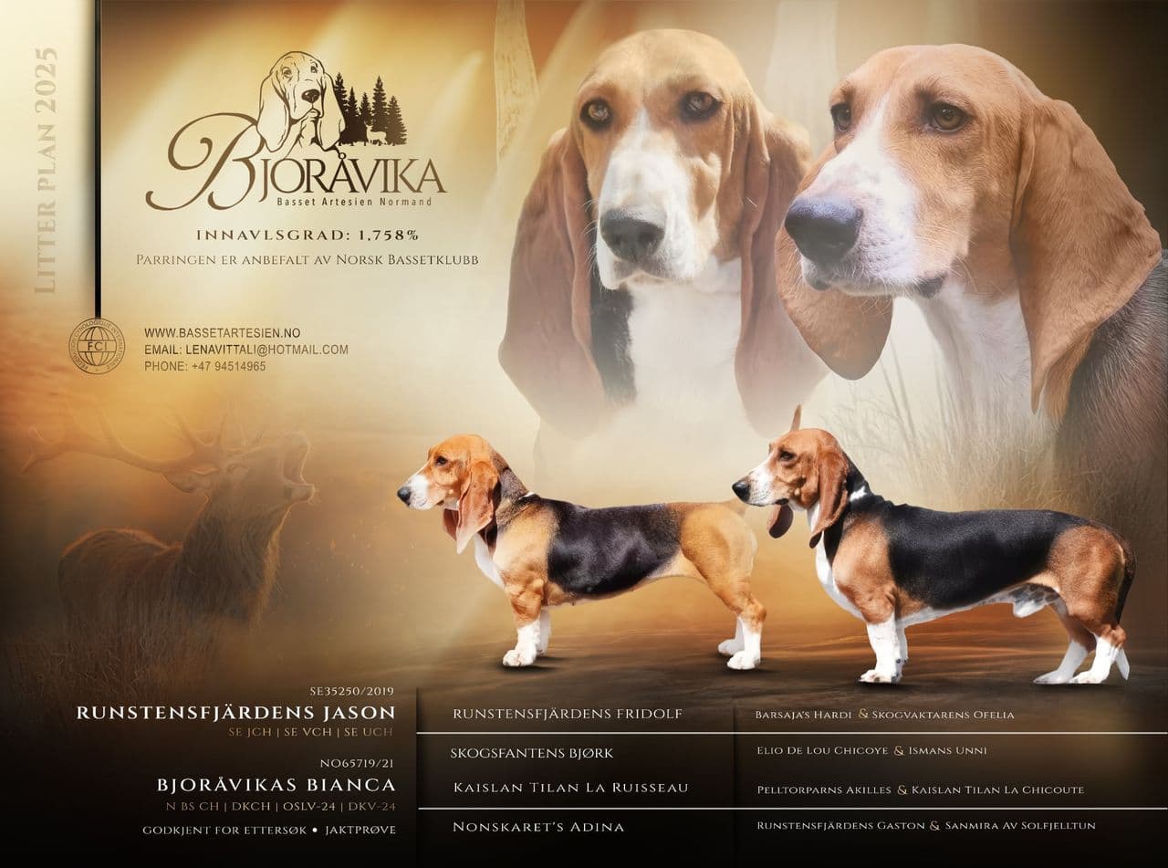 Basset Artesien Normand tispevalp til salgs - drivende jakthund