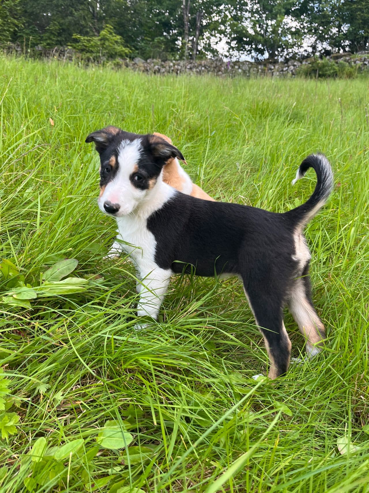 Border collie valp selges