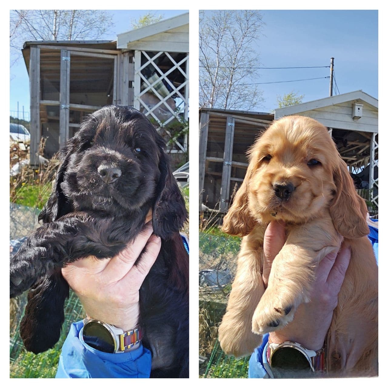 Engelsk Cocker Spaniel hannhundvalper
