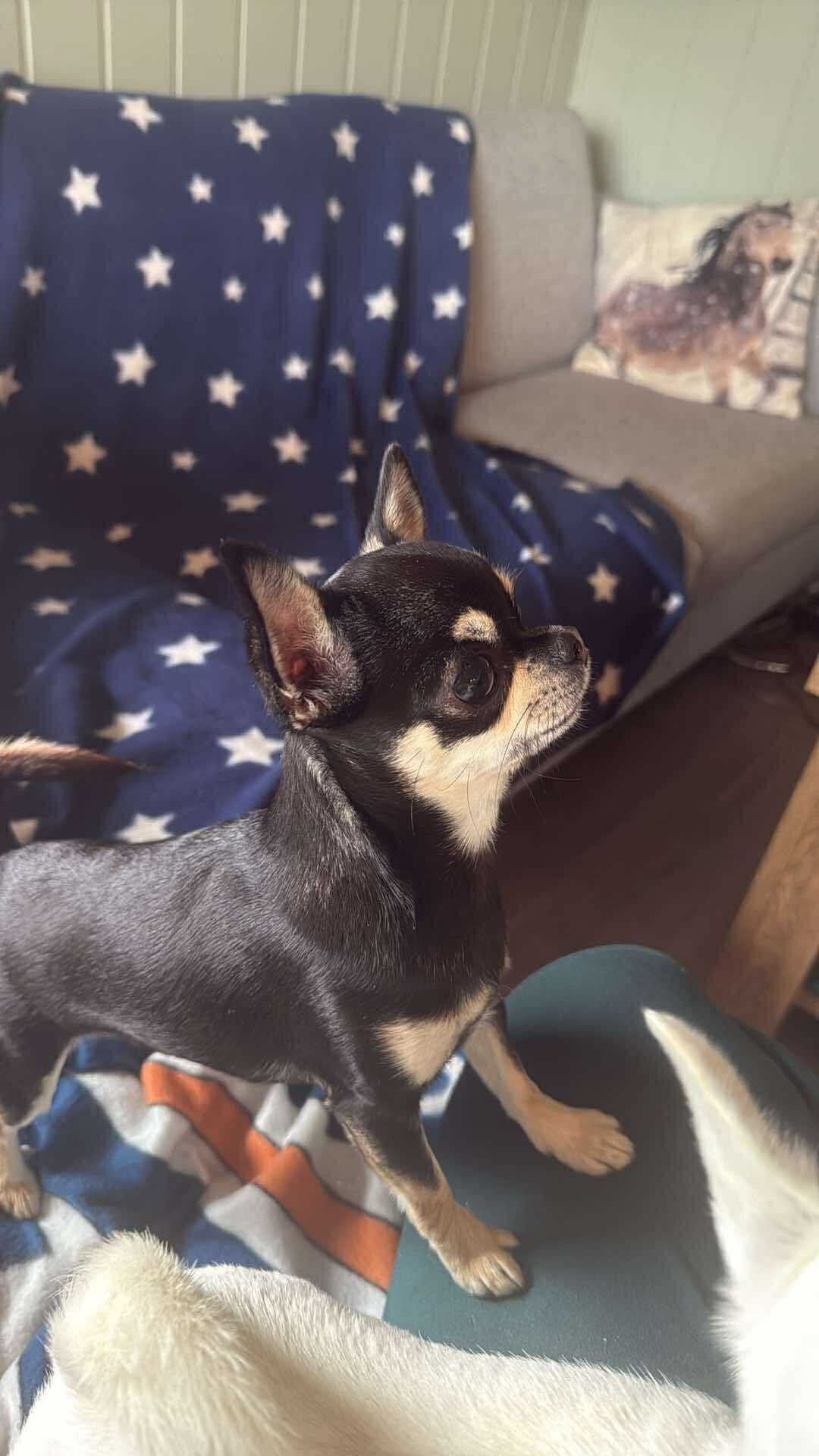 Nydelig renraset chihuahua selges til selskapshjem.