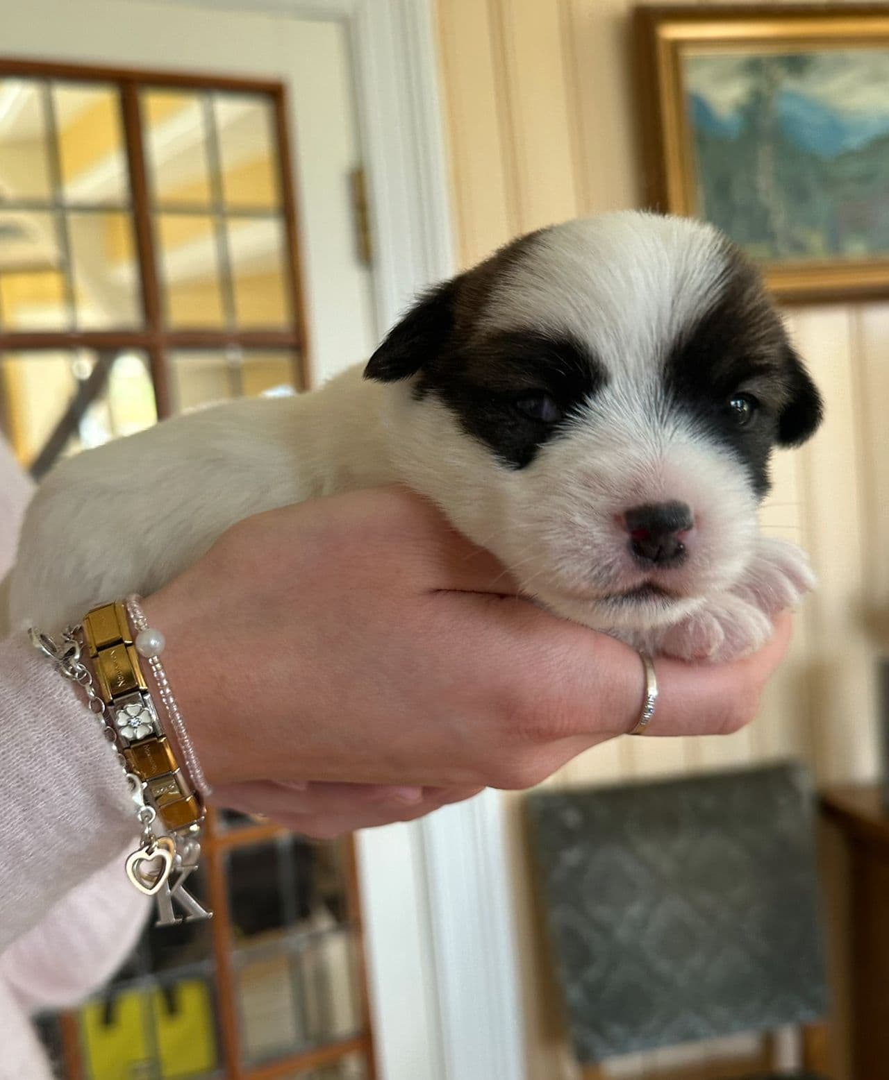 Jack Russel valper