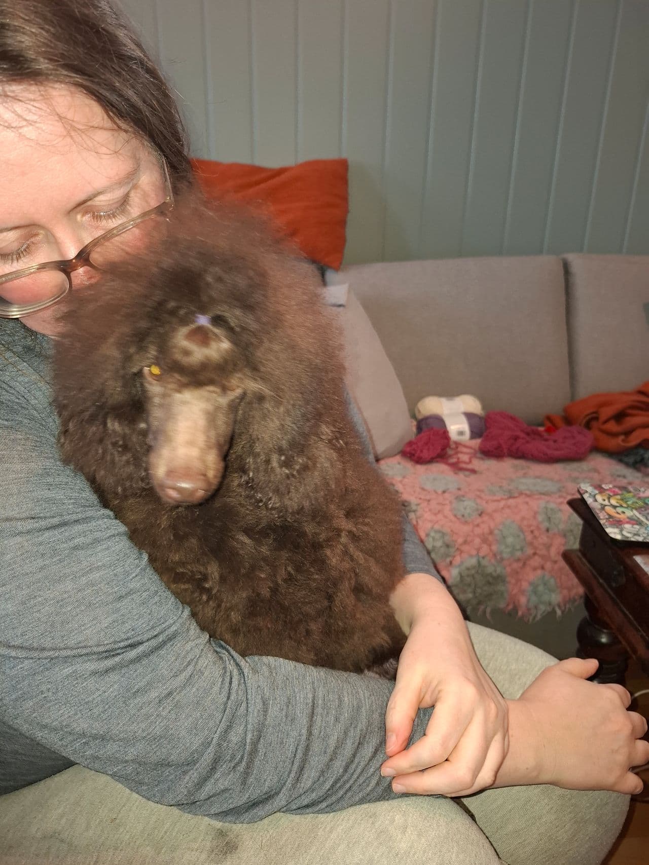 Dvergpuddel hannvalp