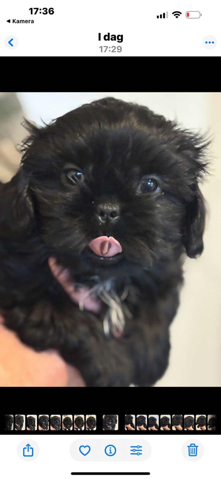 Shih Tzu valper