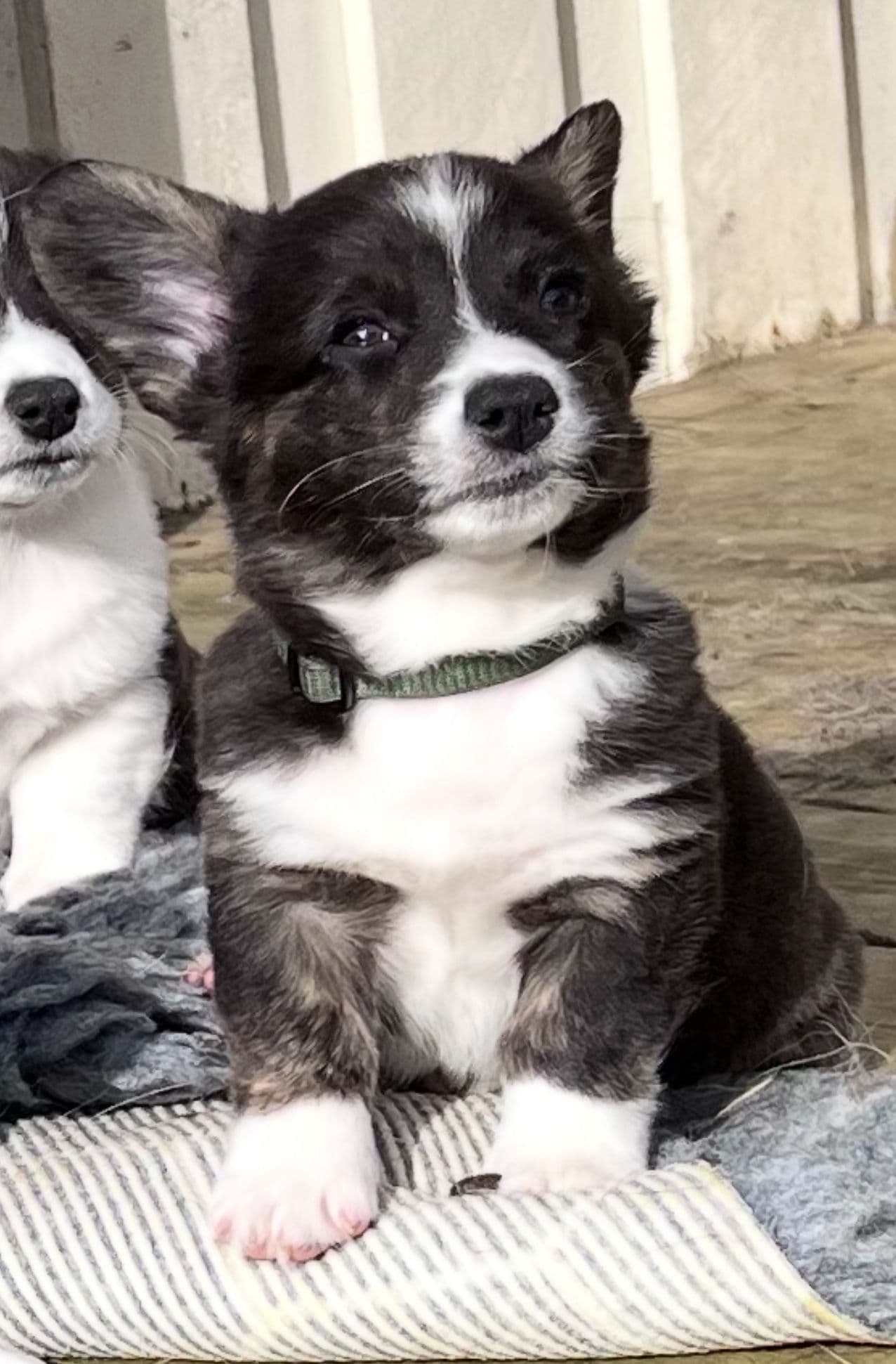Kun 1 tispe, 1 hanhund ledig🥰
