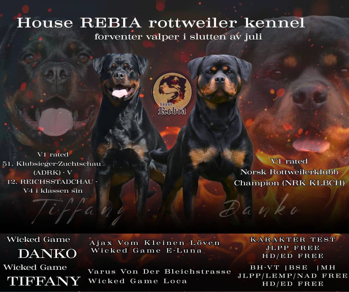 House REBIA Rottweiler kennel forventer valper i uke 31