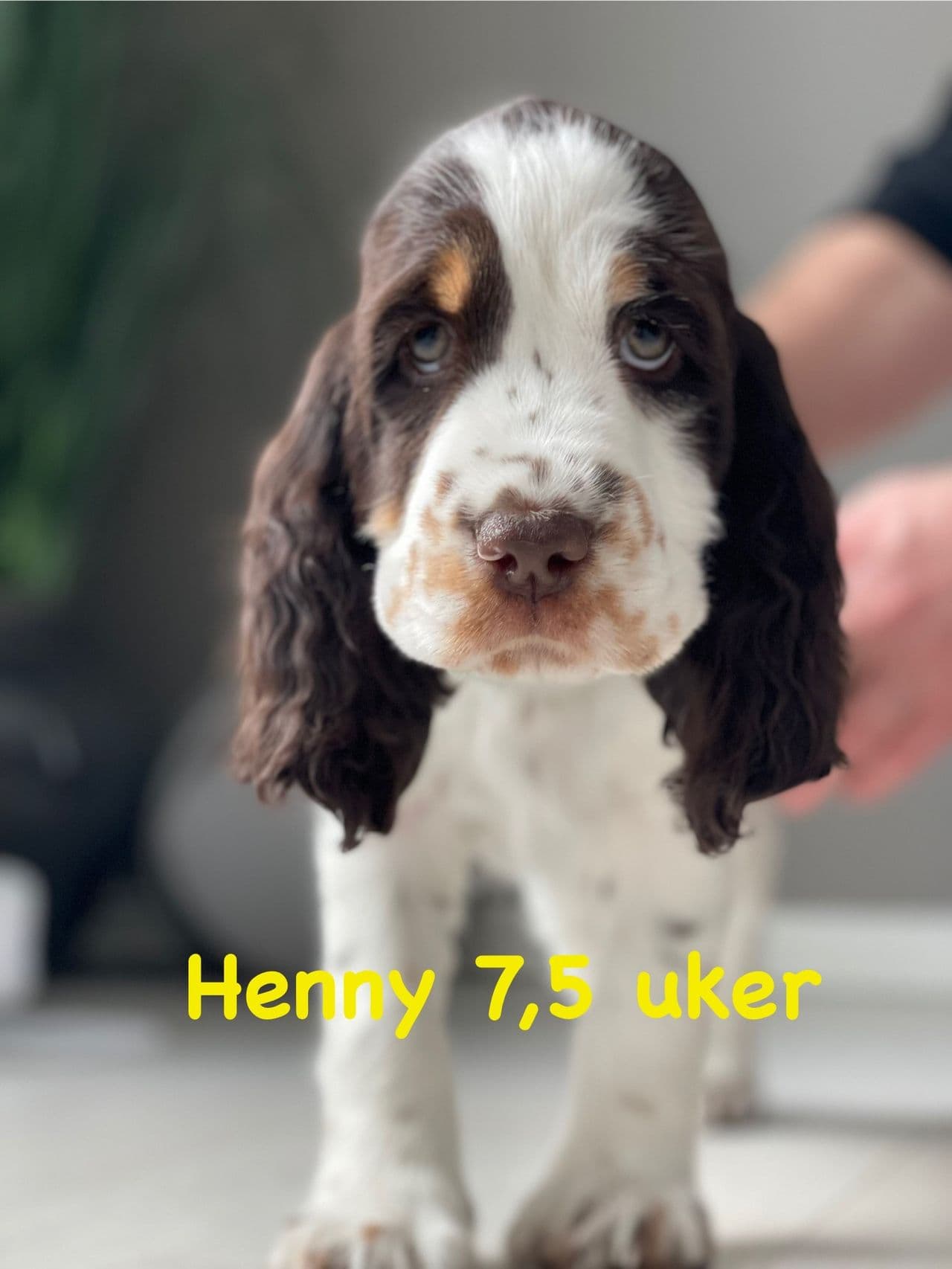 Engelsk springer spaniel tispevalp