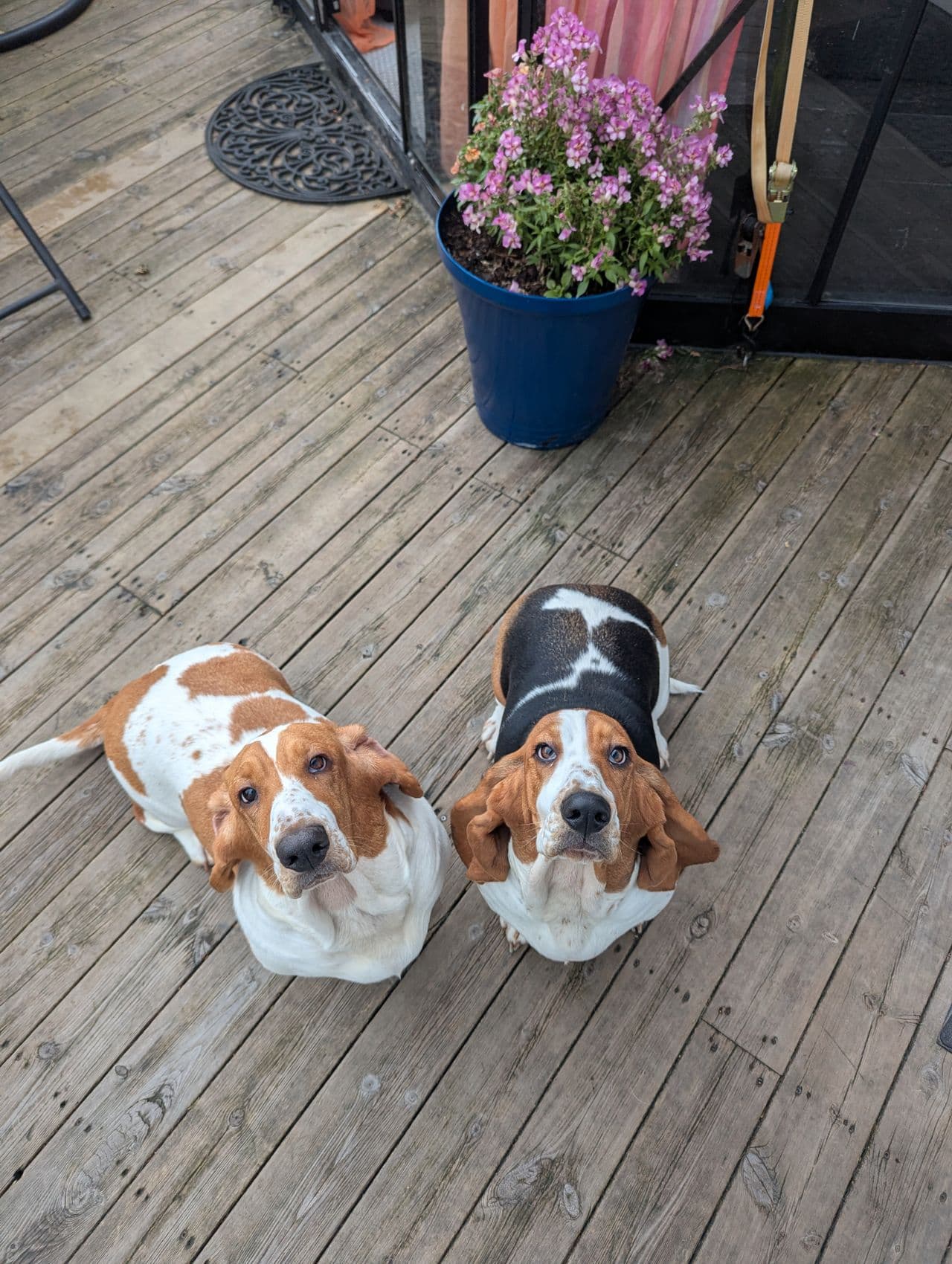 Basset Hound Omplasseres.