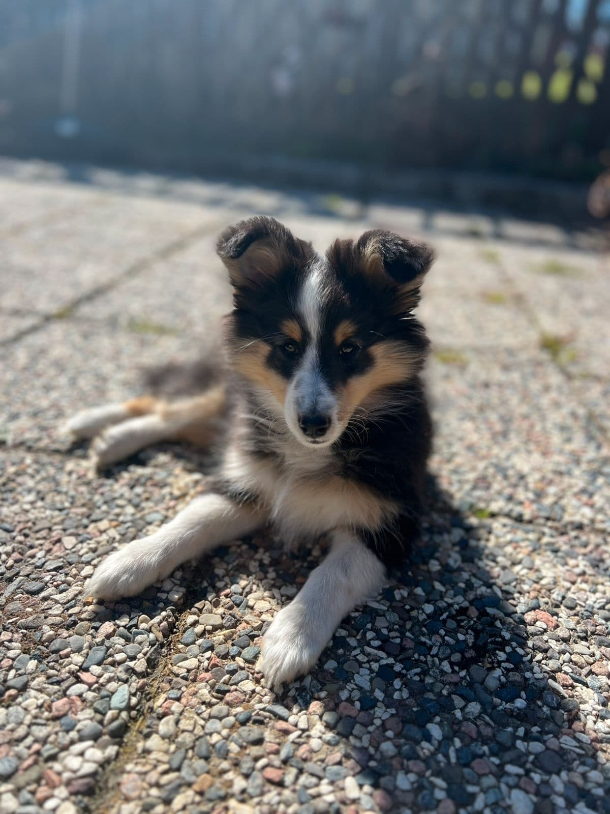 Shetland Sheepdog tispe 12 uker ung (Reservert til 19mai)