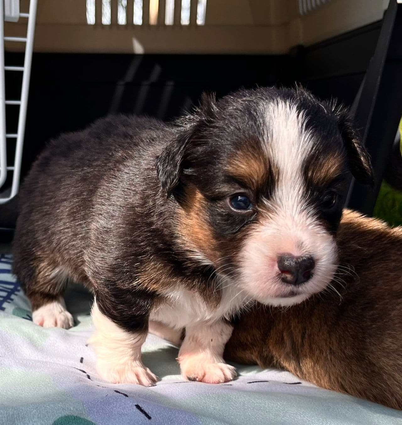 Welsh Corgi Cardigan valper lev.klare om 4 uker
