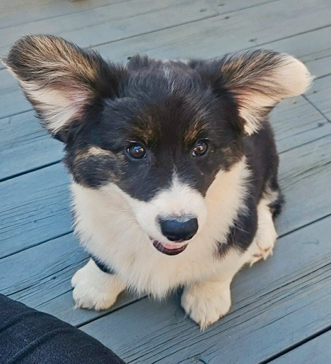 Welsh Corgi Cardigan- leveringsklare