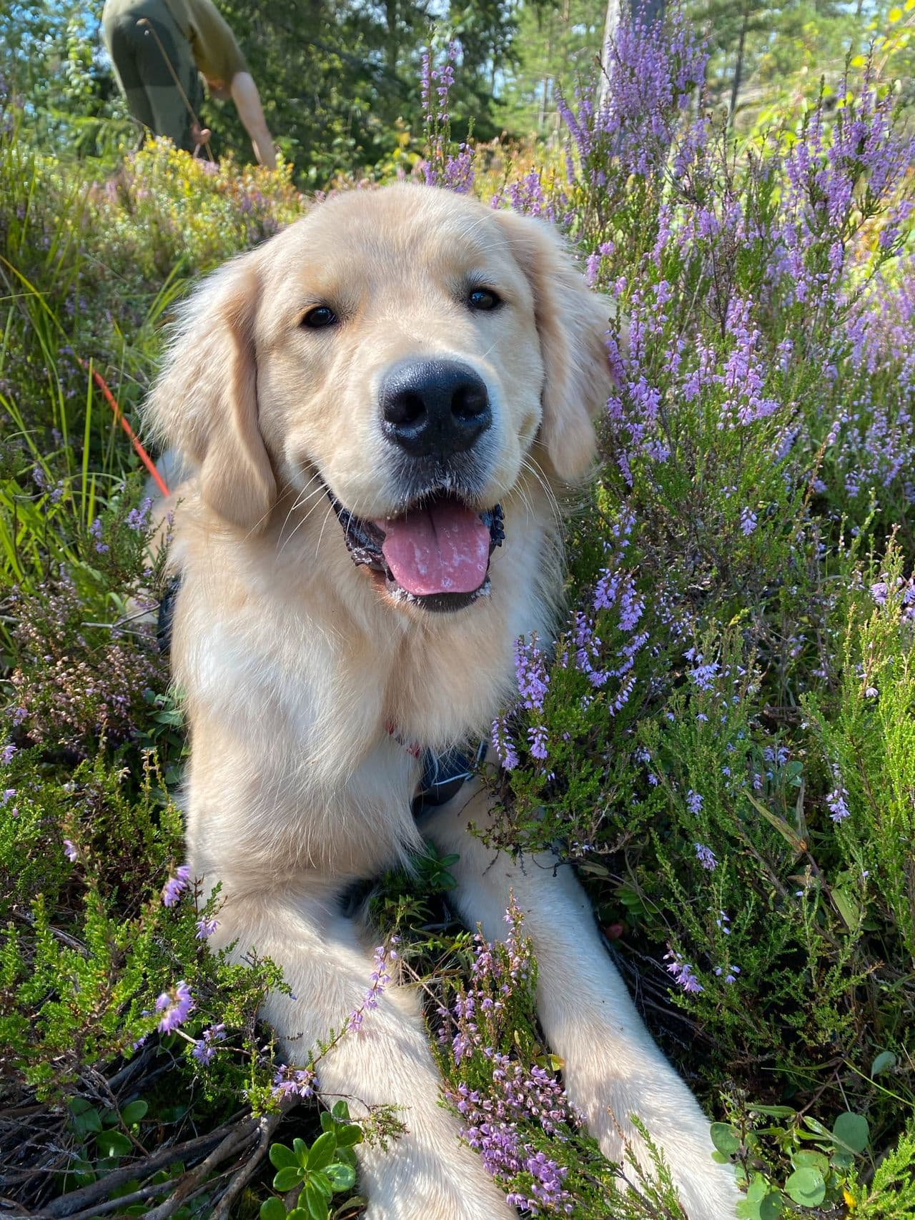 Verdens fineste Golden retriever søker nytt hjem 💛