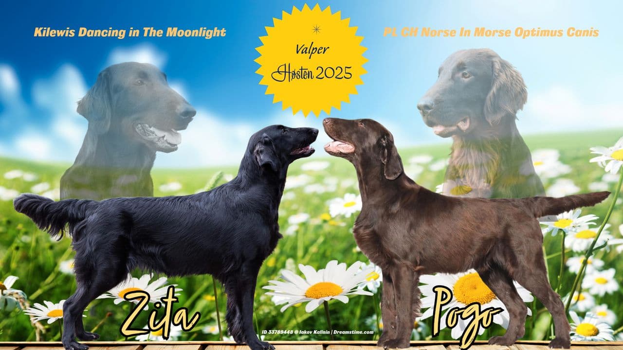 Flat Coated Retriever valper