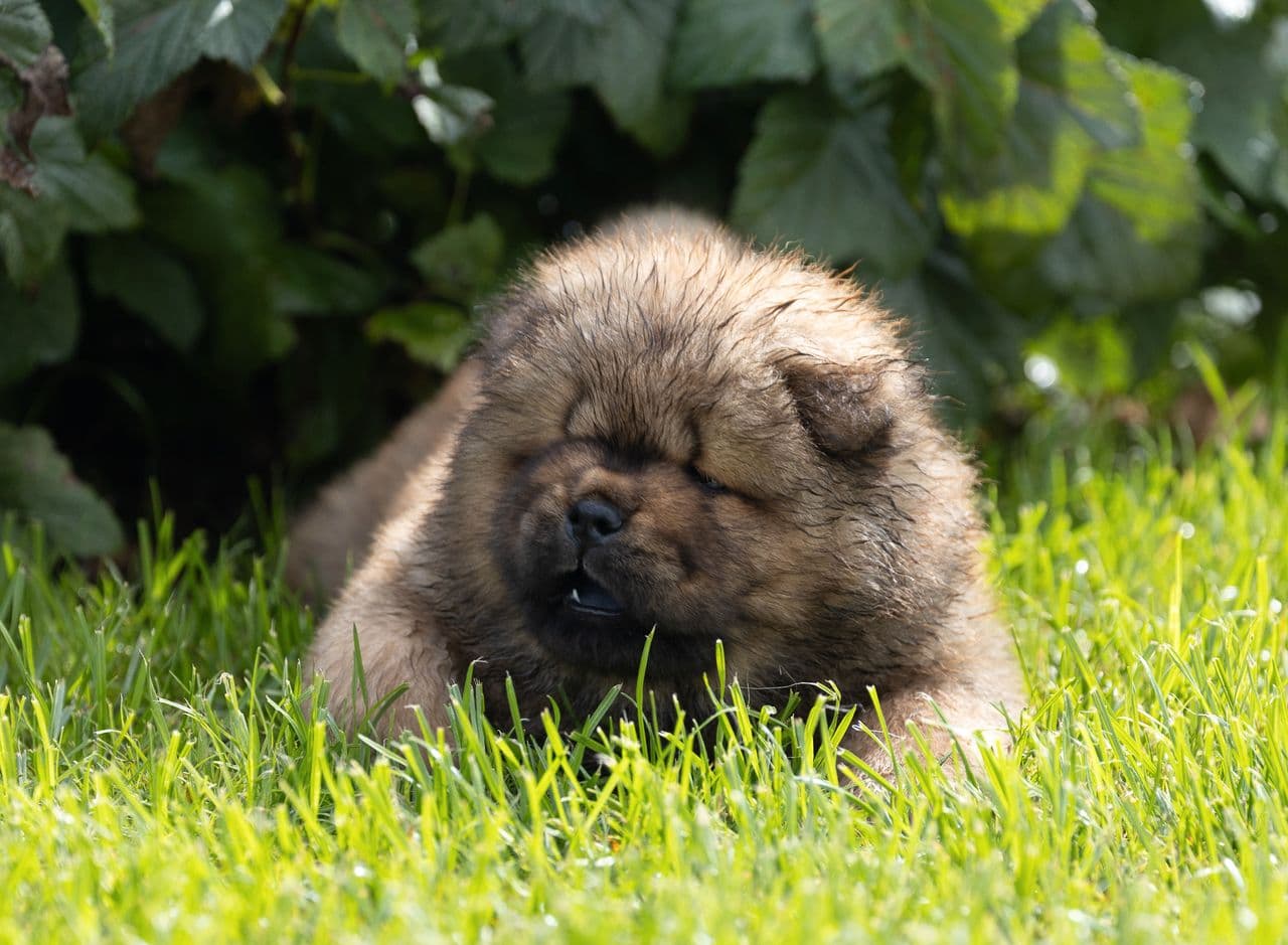 chow chow valpen