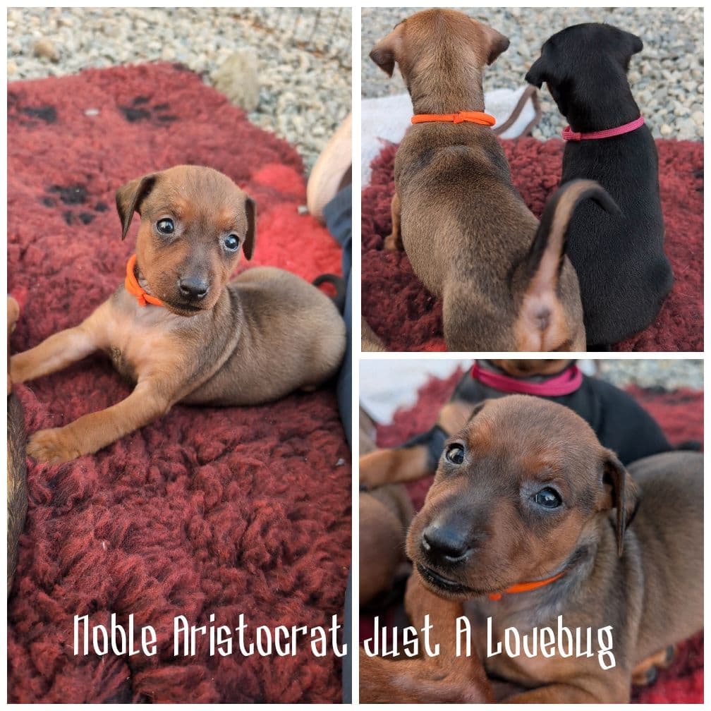 Dvergpinscher - Ella