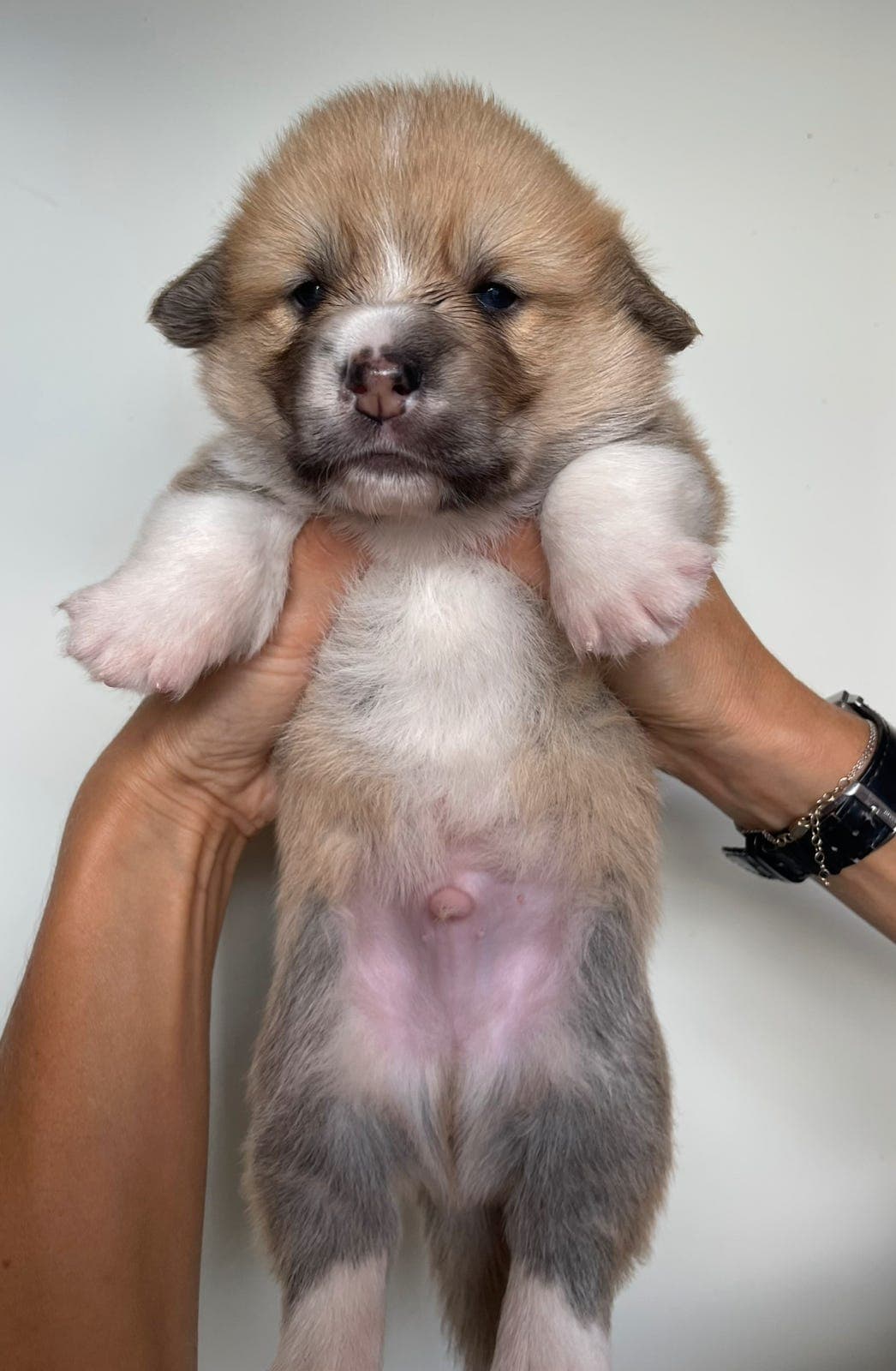 Welsh Corgi Pembroke valper leveringsklare NKK 2 valper igjen