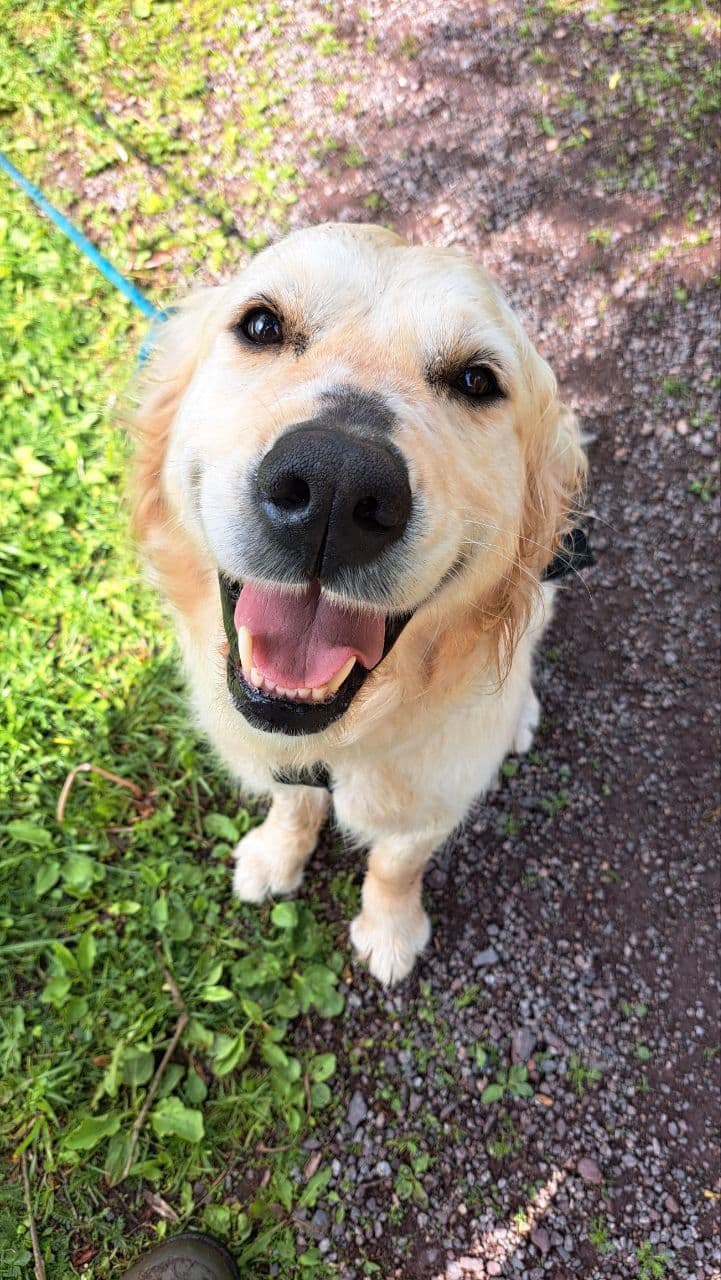 Golden Retriever Valper NKK