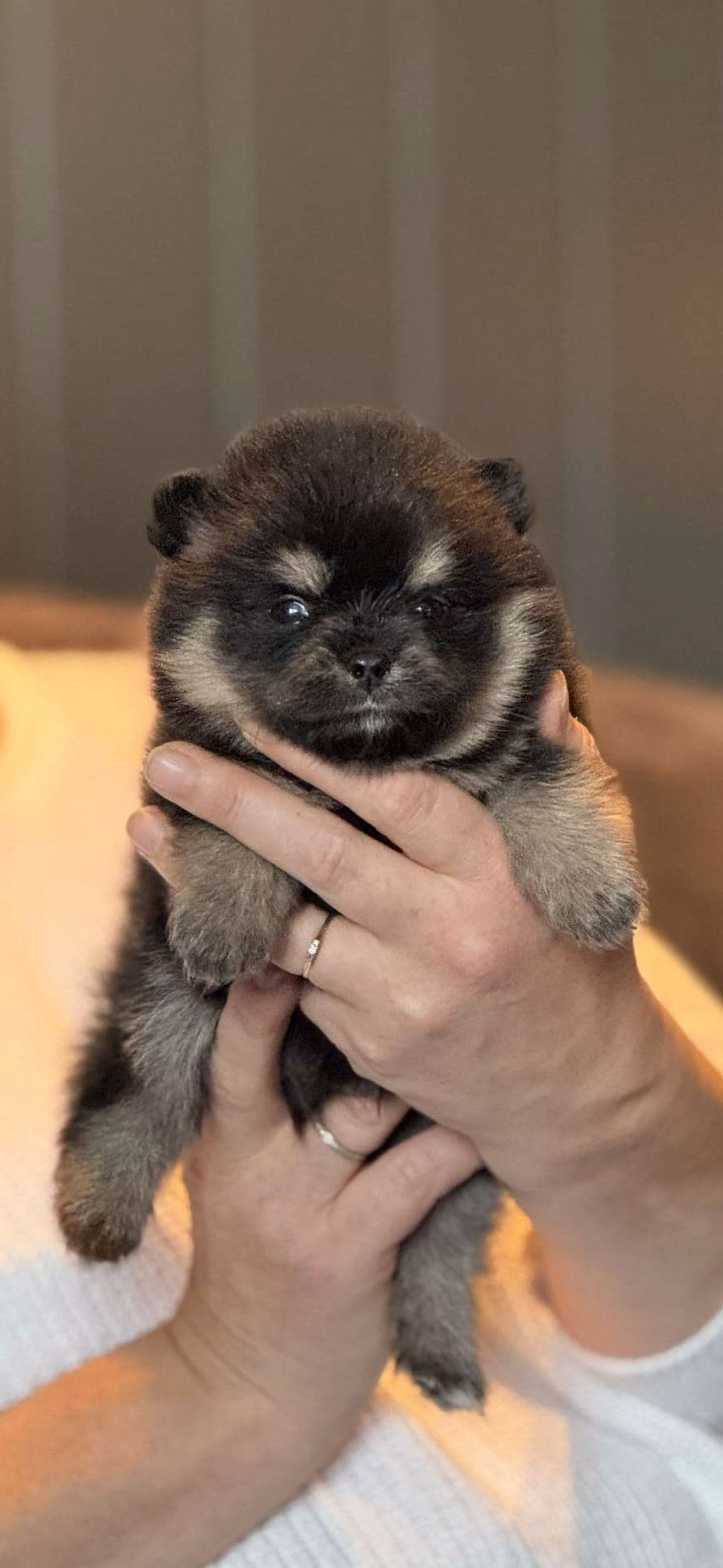NKK REG. POMERANIAN VALPER SELGES